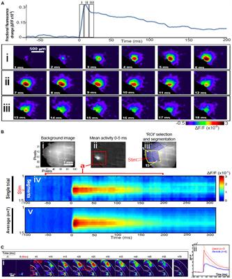 The Features and Functions of Neuronal Assemblies: Possible Dependency on Mechanisms beyond Synaptic Transmission